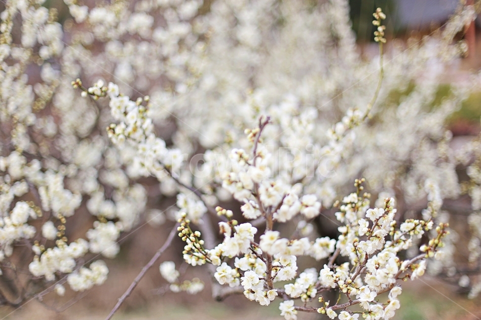 최참판댁,매화,매화꽃,꽃,flower,매화나무,봄,계절,spring,season,식물,자연,plants,nature,꽃,flower,plant,blossom