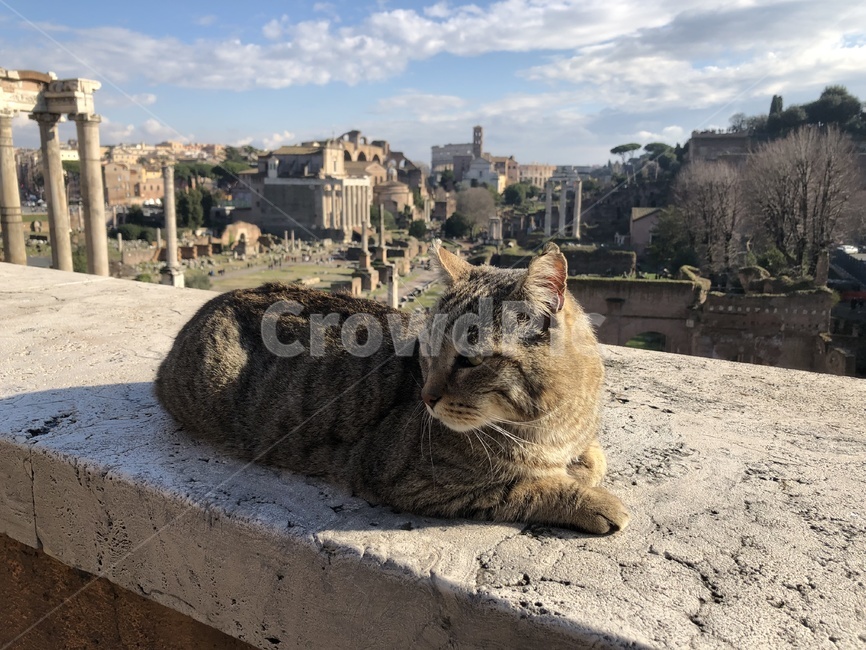 길고양이,길냥이,고양이,야옹이,pet,동물,animal,포유류,mammal,고양이,cat,kitten,kitty