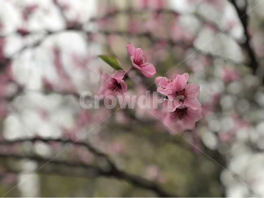 복숭아꽃,도화,봄,꽃,하늘,봄,계절,spring,season,식물,자연,plants,nature,꽃,flower,plant,blossom