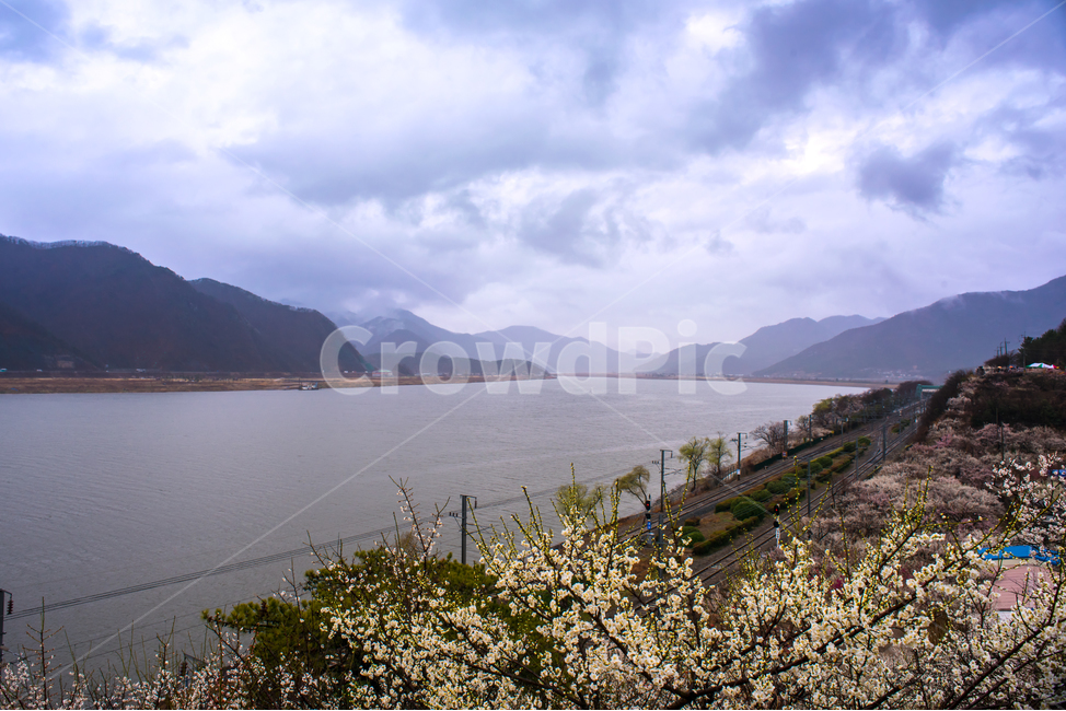 매화,꽃,원동면,양산시,낙동강,선매원,기차길,강,water,물,nature,자연,outdoors,옥외