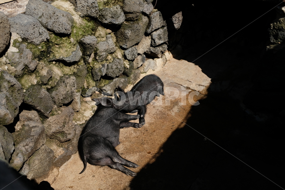 돼지,제주도,낮잠,평화,동물,햇살,흑돼지,새끼,어린,pig,animal,sleep,jeju,동물,animal,포유류,mammal