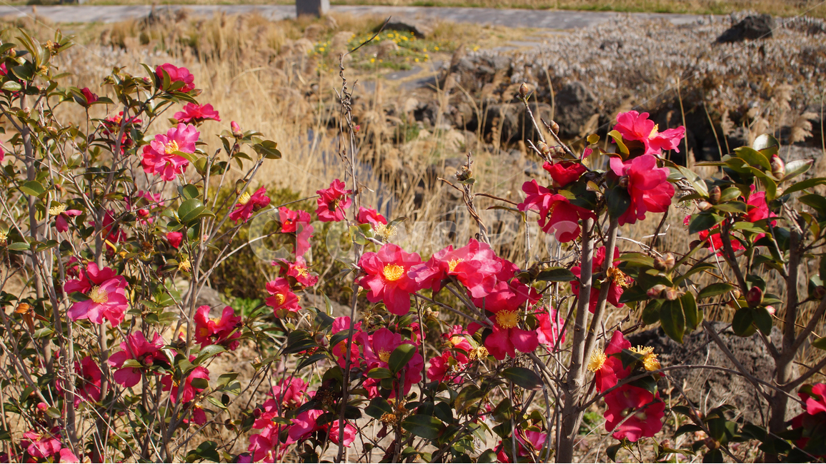 동백꽃,꽃,겨울,빨강,꽃밭,식물,자연,plants,nature,꽃,flower
