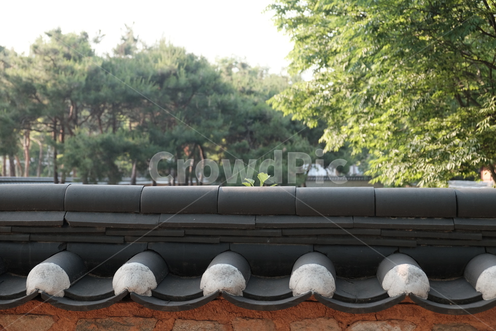 roof,traditional village,Hanok,tile,tree,wall,fence,roof tile