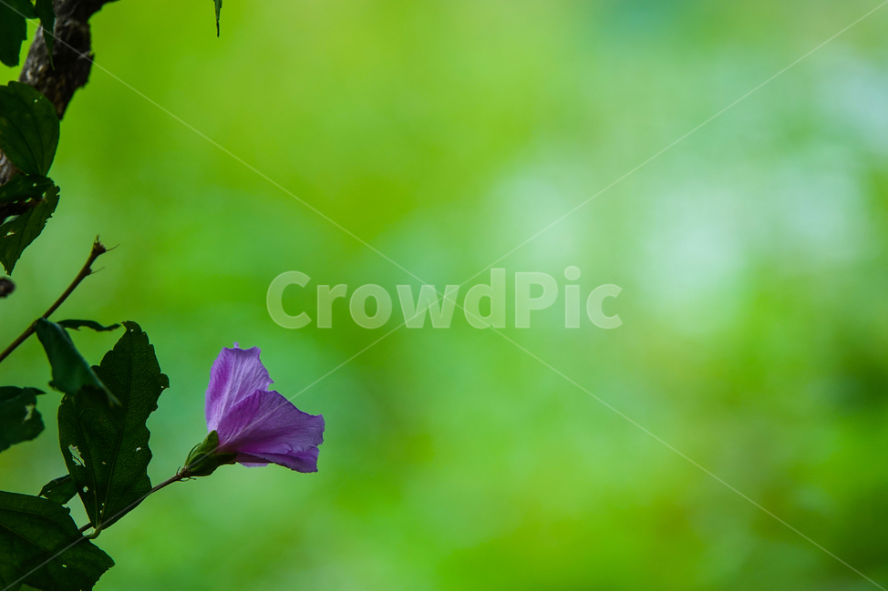 plant,식물,꽃,flower,공원,나팔꽃,잎,식물,자연,plants,nature,꽃,flower
