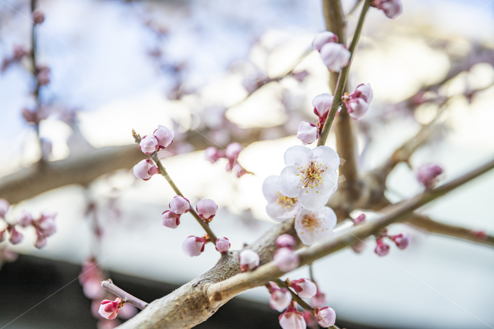 봄꽃,벚꽃,봄,꽃,cherryblossom,flower,spring,봄,계절,spring,season,식물,자연,plants,nature,꽃,flower,plant,blossom