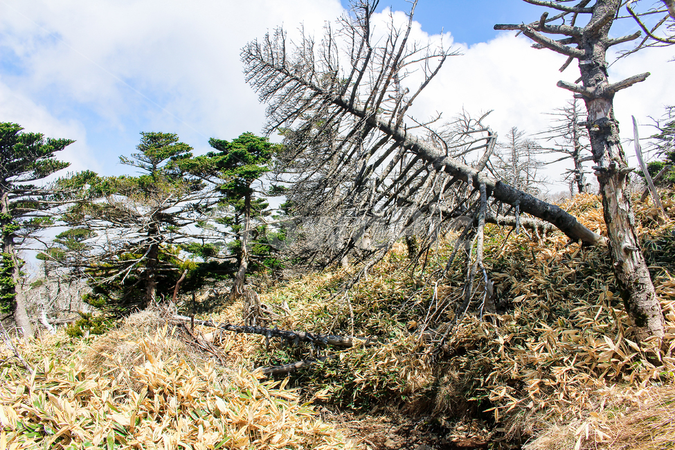 한라산,나무,기괴한,앙상한,불에탄,겨울,이상한,tree,trees,구름,마른,장작,뾰족한,자연,대한민국자연풍경,휘어진,꺾인,비쩍마른,나뭇가지,나무가지,자연,풍경,nature,landscape,plant,식물