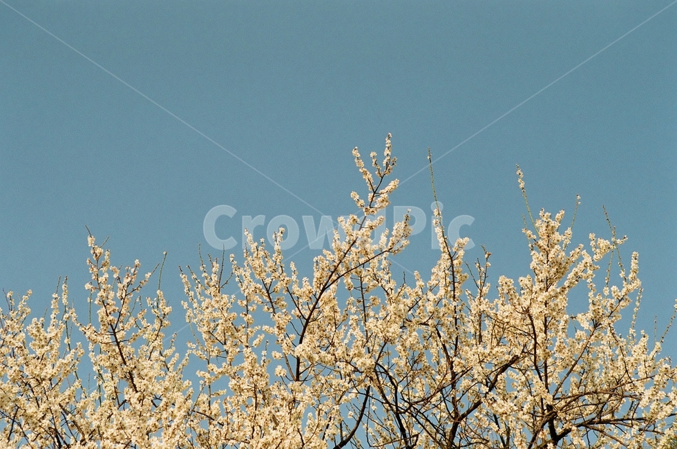 파란하늘,필름카메라,매화,꽃,하늘,sky,flower,봄,계절,spring,season,자연,풍경,nature,landscape,plant,식물