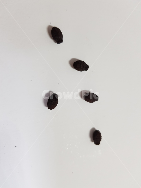 분꽃씨앗,실내,씨앗,클로즈업,식물씨앗,분꽃,seeds,seed