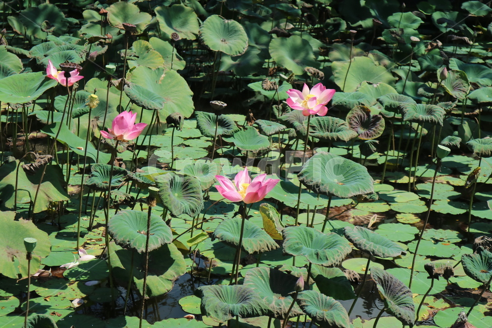 plant,식물,flower,꽃,연꽃,잎사귀,잎,야외,풍경,정원,공원,사원,발리,인도네시아,여행,관광,식물,자연,plants,nature,꽃,flower