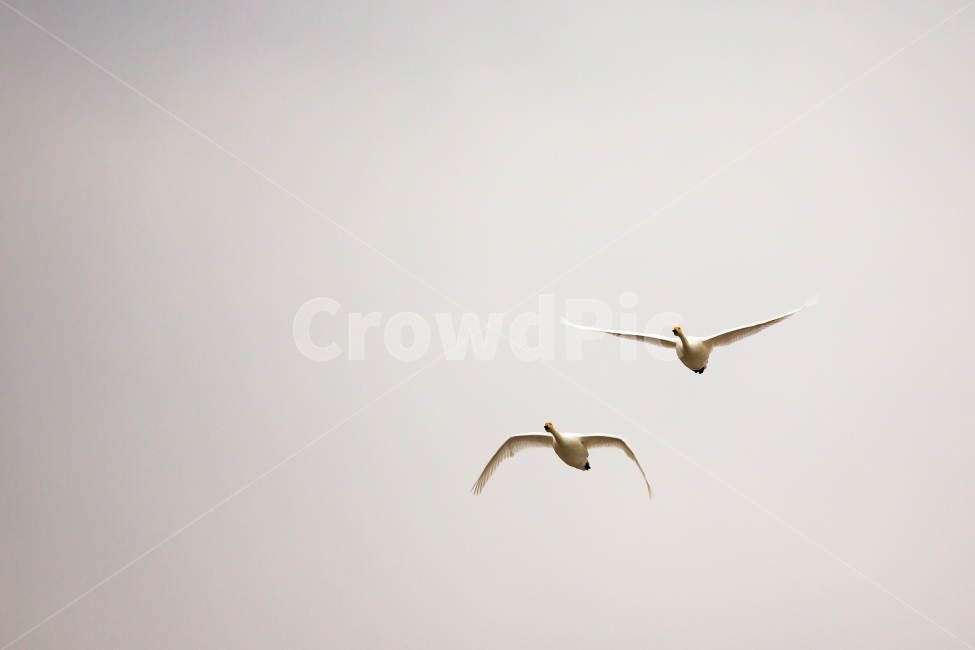 고니,백조,비행,조류,자연,풍경,겨울,동물,animal,조류,새,birds