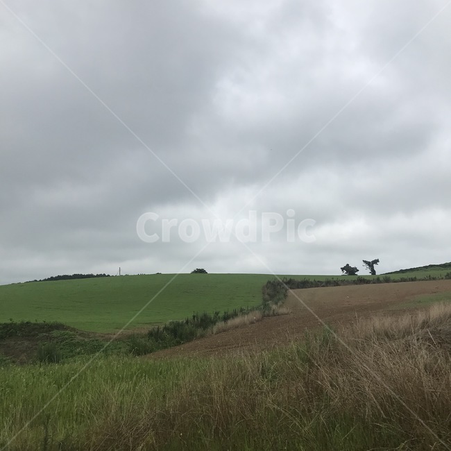 자연,nature,목초지,grassland,들,field