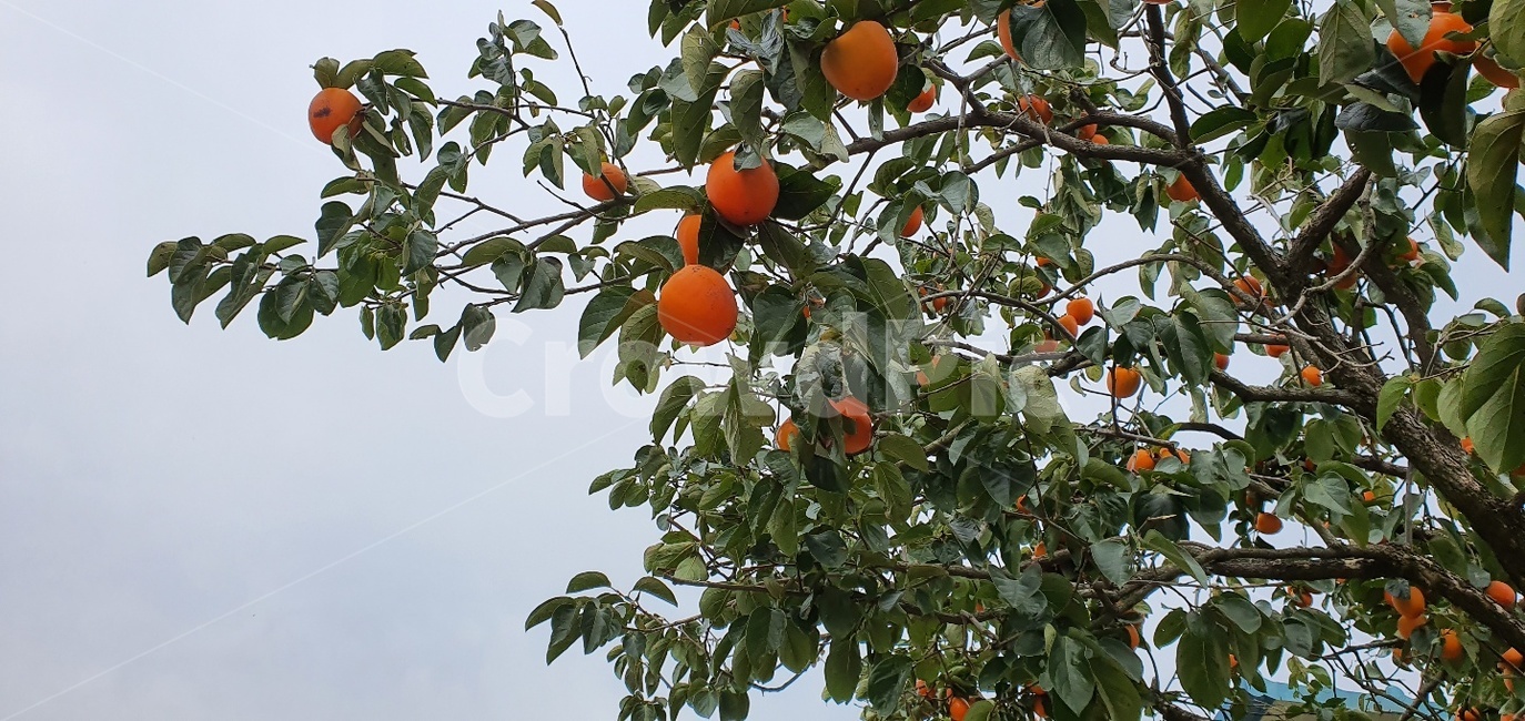 감,대봉,감나무,홍시,자연,과일,열매,fruit
