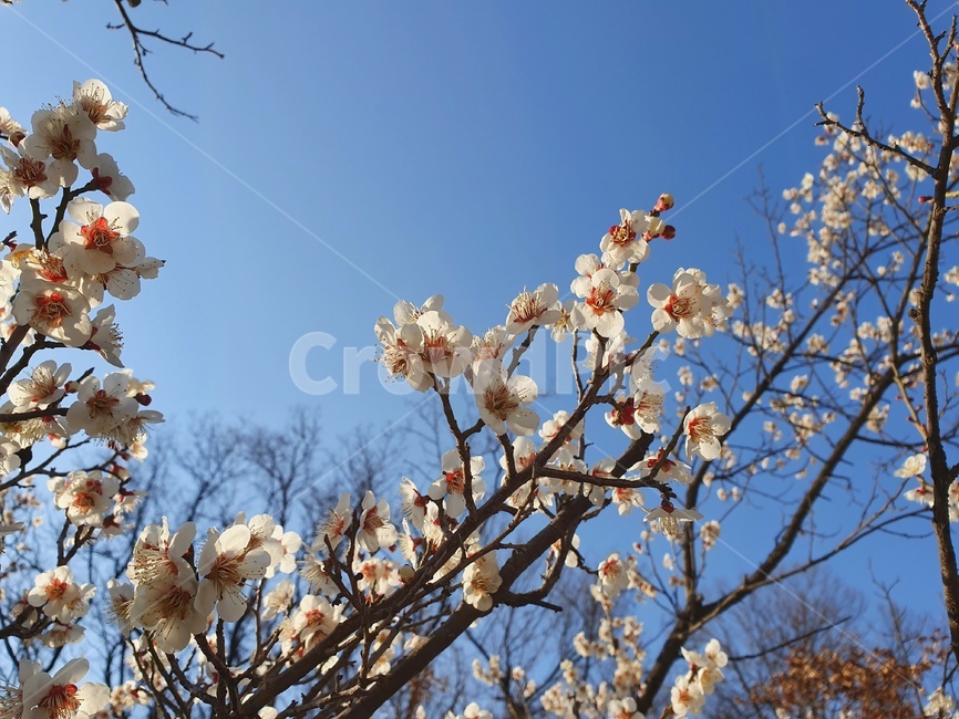 봄,매화꽃,매화,푸른,나무,봄,계절,spring,season,plant,식물,blossom,꽃,flower