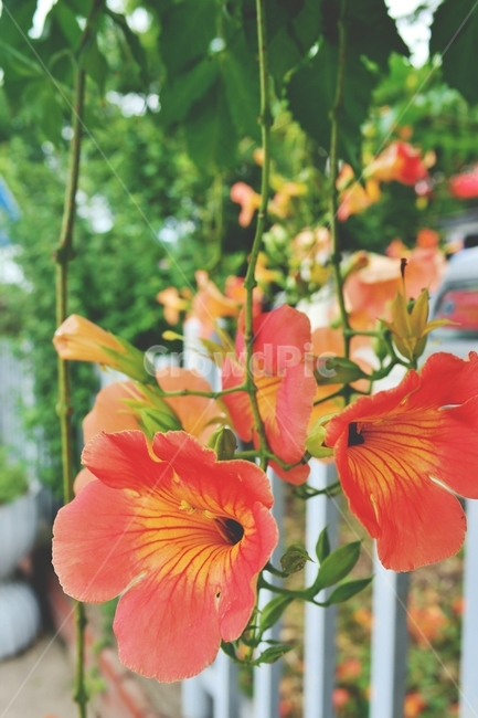 능소화,여름꽃,여름,주황색꽃,주황,꽃송이,넝쿨,꽃,orange,green,flower,plant,blossom,감성