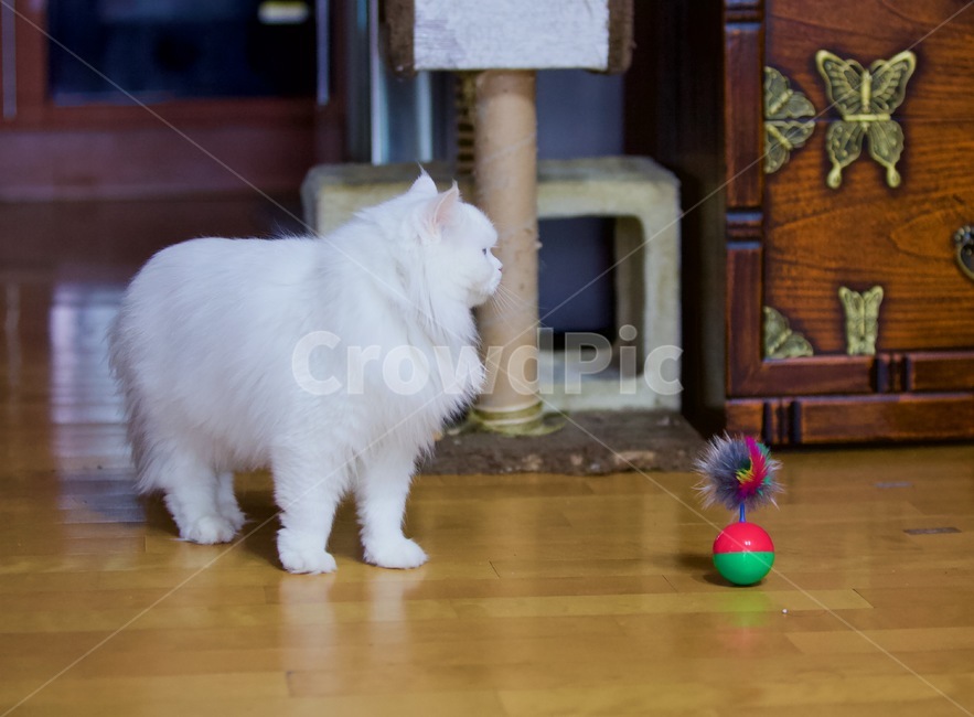 고양이,냐옹이,냥냥,집사,cat,cats,개냥이,야용이,반려묘,터키쉬앙고라,tuckishangora,pet,mew,야옹,냥냥펀치,동물,animal,포유류,mammal,고양이,cat,kitten,kitty