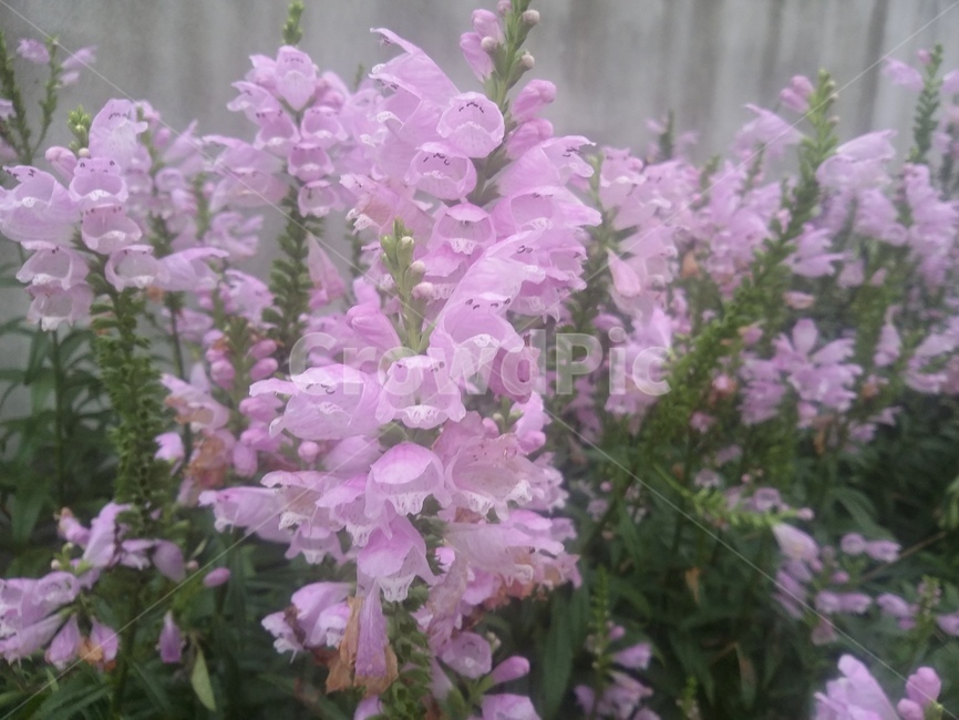 꽃,식물,flower,plant,자연,식물,자연,plants,nature