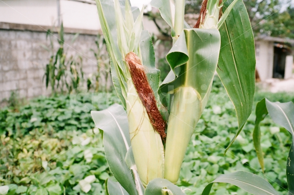 옥수수,시골,수염,여름,간식,식물,자연,plants,nature,음식,식재료,요리,food,cook,meal,dishes,food reserves