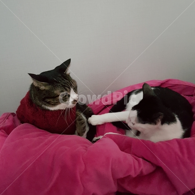 고양이,한국고양이,고등어,집사,cat,koreacat,pet,kitten,knitting,뜨개질,동물,animal,포유류,mammal,고양이,cat,kitten,kitty