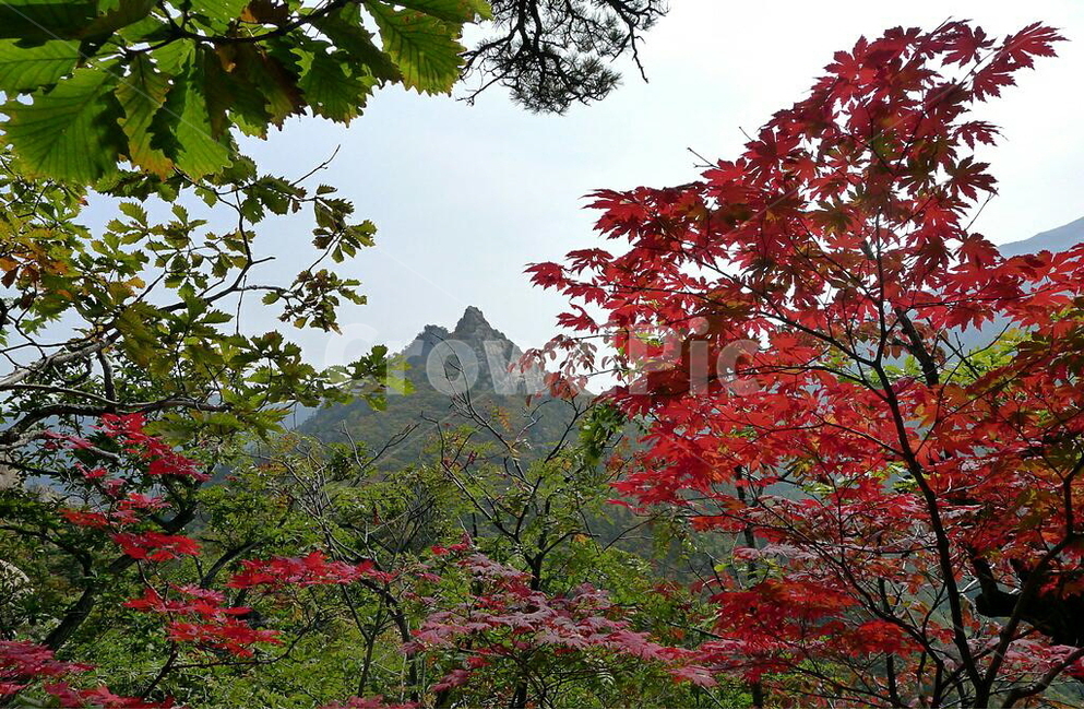 설악산,공룡능선,가을,단풍,마등령,가을,계절,fall,autumn,season,자연,풍경,nature,landscape,한국자연풍경,한국자연경관,korea nature landscape,plant,식물,leaf,잎,tree,나무