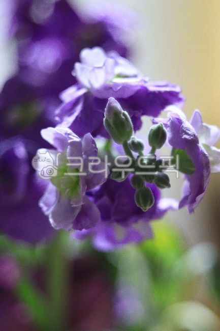 바탕,배경,화면,꽃,실내,조명
