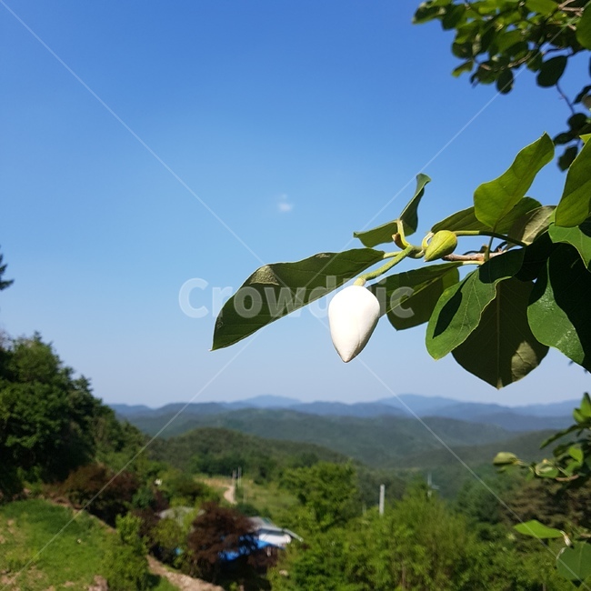 꽃,함박꽃나무,산목련,목란,북한국화