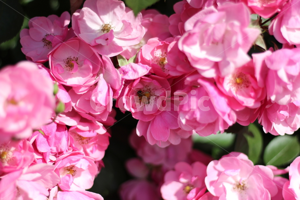봄,봄꽃,꽃,장미,플라워,분홍,분홍색,spring,flower,rose,pink,pinkcolor,식물,자연,plants,nature,꽃,flower