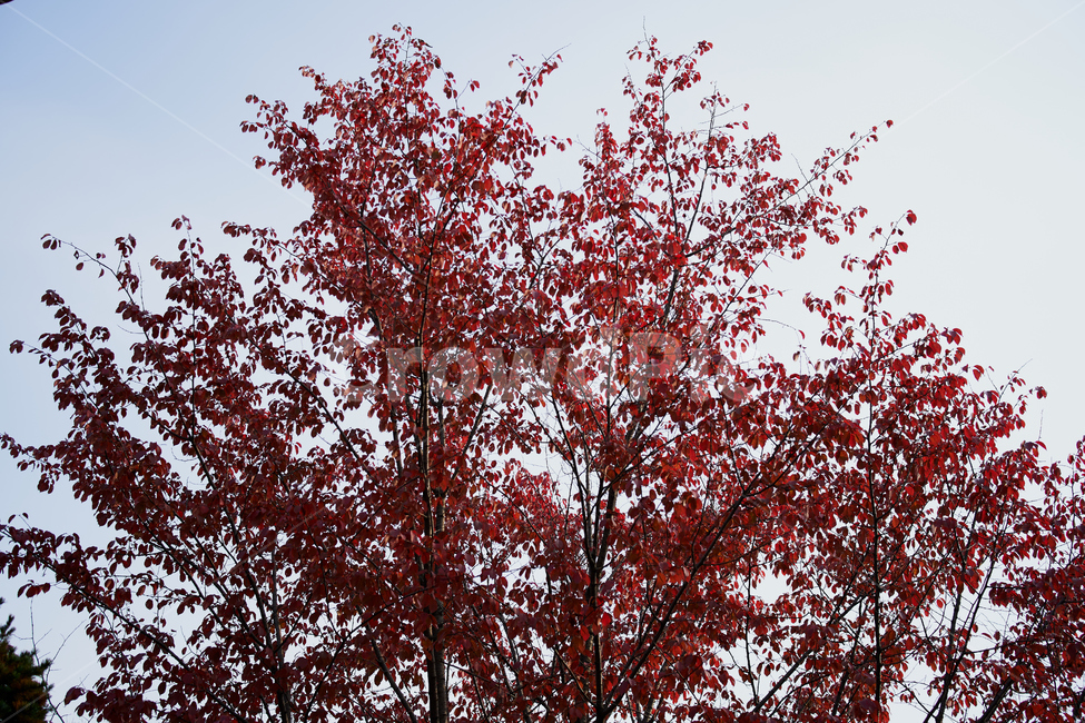 나무,가을,단풍,autumn,red,tree,자연,색깔,가을,계절,fall,autumn,season,plant,식물,maple,leaf,잎