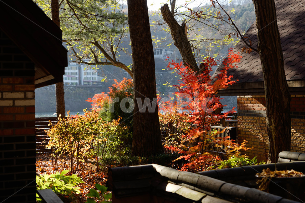 가을,단풍,나무,추색,풍경,감성,계절,자연,풍경,nature,landscape,tree,plant,식물,leaf,잎