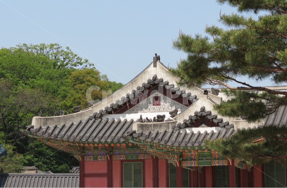 창덕궁,고공,궁궐,소나무,한국전통,한국문화,나무,건출물,building,koreantraditional