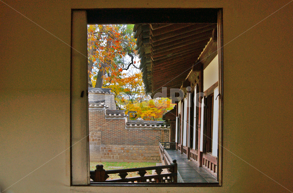 후원,창덕궁,뜰,창밖,가을,가을,계절,fall,autumn,season,한국전통,한국문화,korean traditional,korean culture,건축물,건물외관,exterior,building,structure,architecture,construction