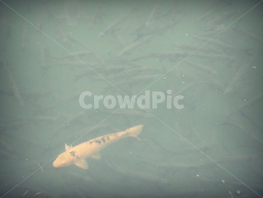 호수,잉어,붕어,animal,동물,fish,물고기,어류,물고기,fish