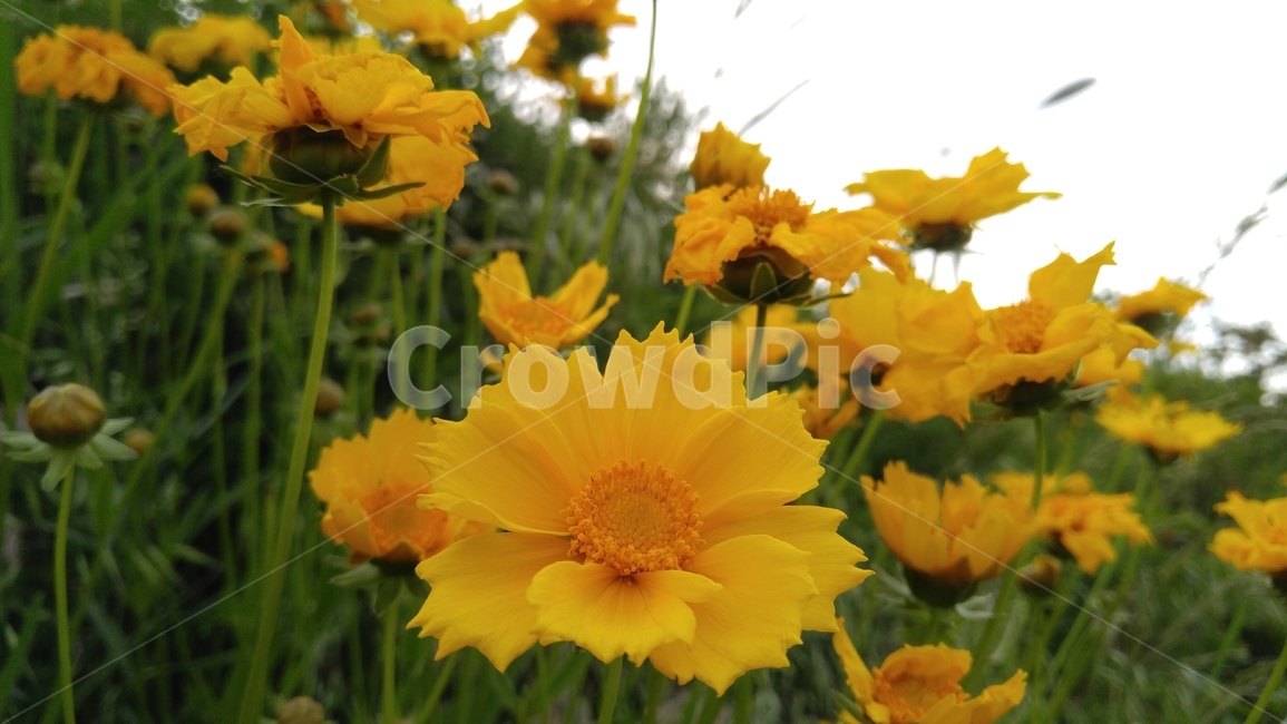큰금계국,국화,꽃,노랑꽃,노랑색,식물,녹색,감성,배경,계절,chrysanthemun,flower,yellowflower,yellow,flant,green,emotional,background,season