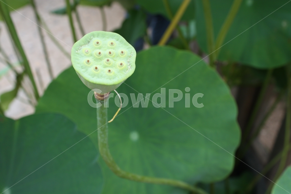 식물,초록,연꽃,연밥,연근,식물,자연,plants,nature