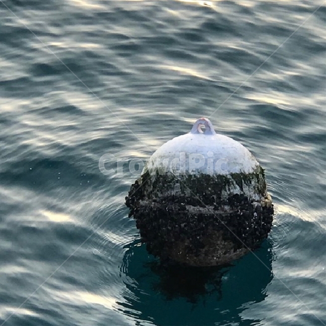 water,물,바다,부포,이끼,자연,어두움