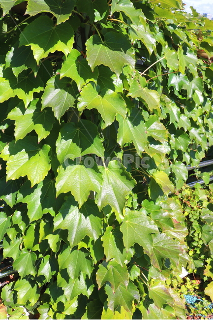 담쟁이덩굴,덩굴,식물,포도과,나무,자연,풍경,넝쿨,담쟁이,식물,자연,plants,nature