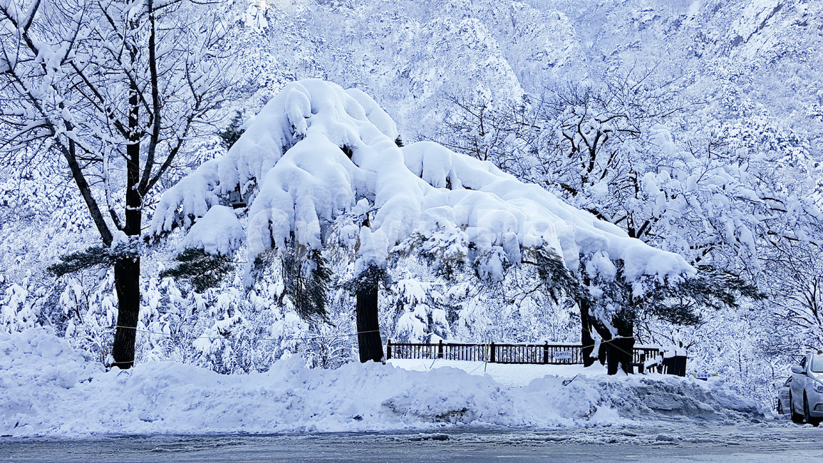 눈,snow,겨울,나무,winter,겨울,계절,winter,season