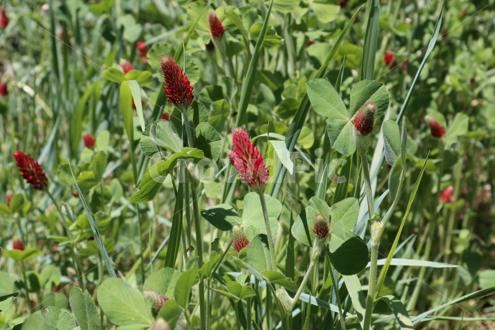 plant,식물,grass,잔디,풀,식물,자연,plants,nature