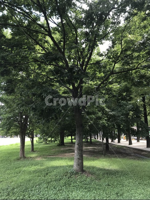 나무,숲속,들판,푸르름,여름,summer,tree,green