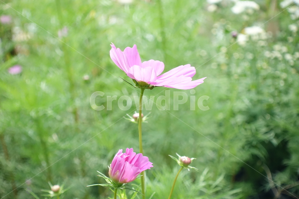 식물,plant,꽃,코스모스,자연,flower,nature