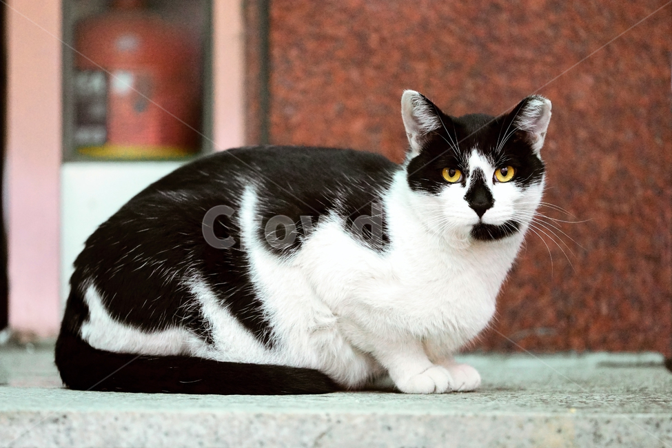 고양이,길고양이,길냥이,야옹이,냐옹이,반려묘,애완묘,반려동물,애완동물,야생동물,펫,캣,mammal,animal,pet,cat