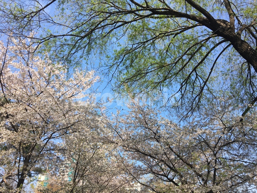 풍경,벚꽃,하늘,꽃비,봄,맑은날,landscape,cherryblossom,sky,spring,sunny