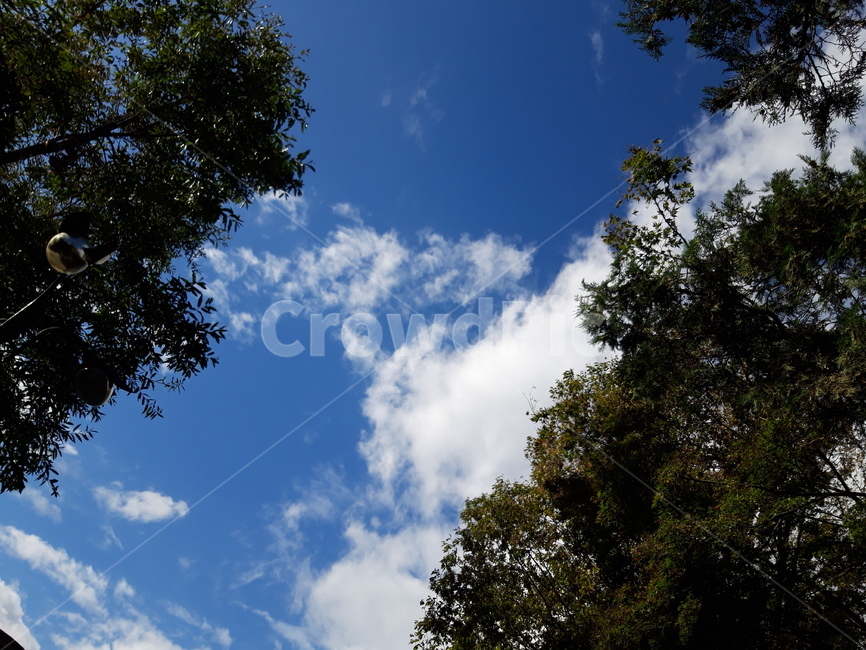 nature,자연,옥외,outdoors,나무,나뭇잎,잎,구름,하늘,cloud,sky,밖,풍경,실외,자연광,자연,풍경,nature,landscape