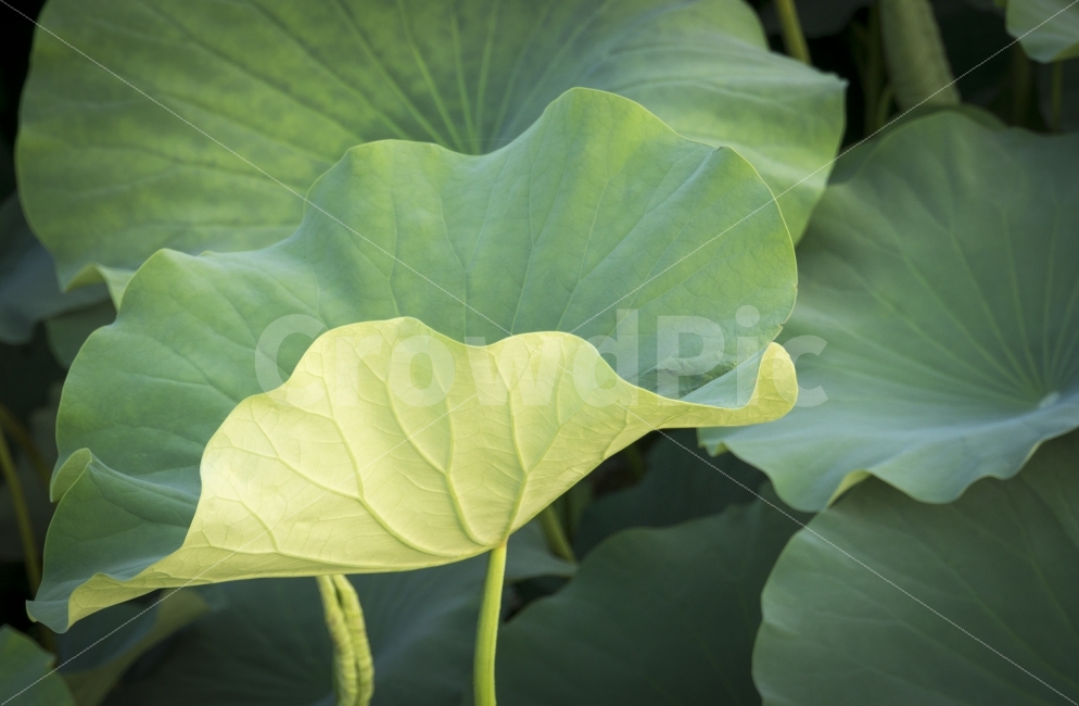 여행,연잎,유등연지,유등지,자연,청도,힐링,식물,자연,plants,nature