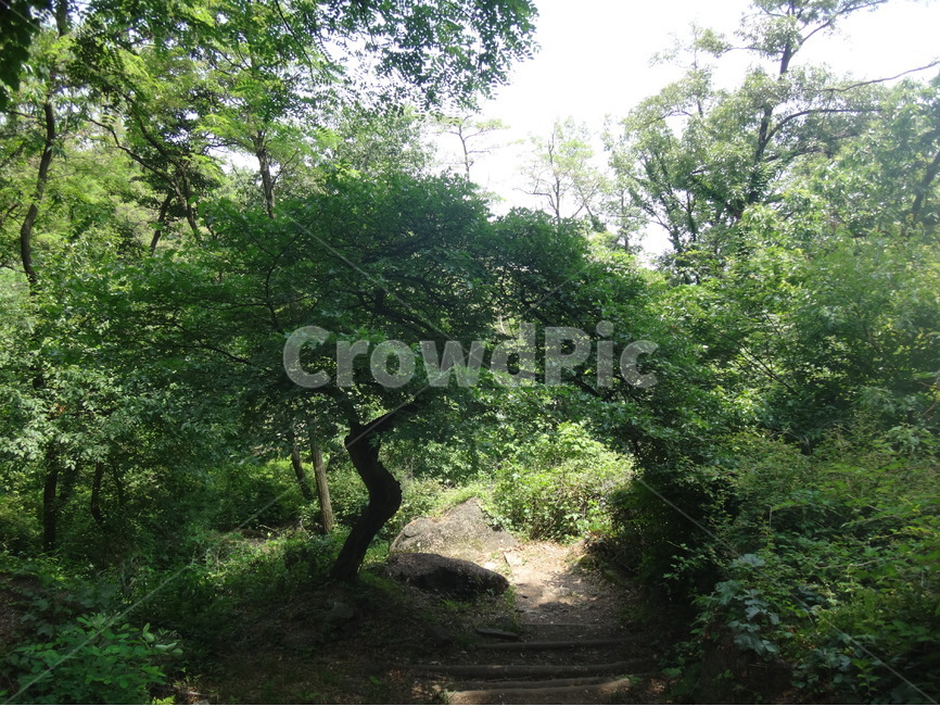 나무,자연,풍경,초록,계룡산,자연,풍경,nature,landscape,tree,plant,식물