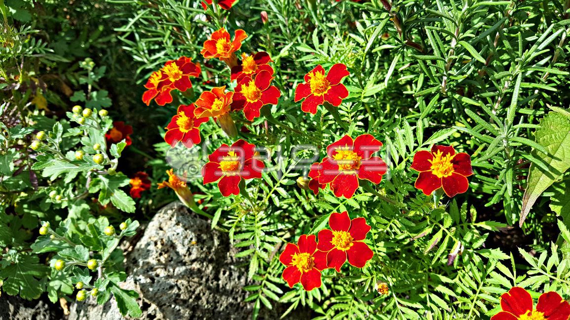 Cheonsu Guk,marigold,plant,mansu guk,flower