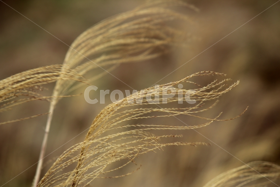갈대,겨울감성,제주도,오름,자연,가을,계절,fall,autumn,season,식물,자연,plants,nature,plant,grass,잔디