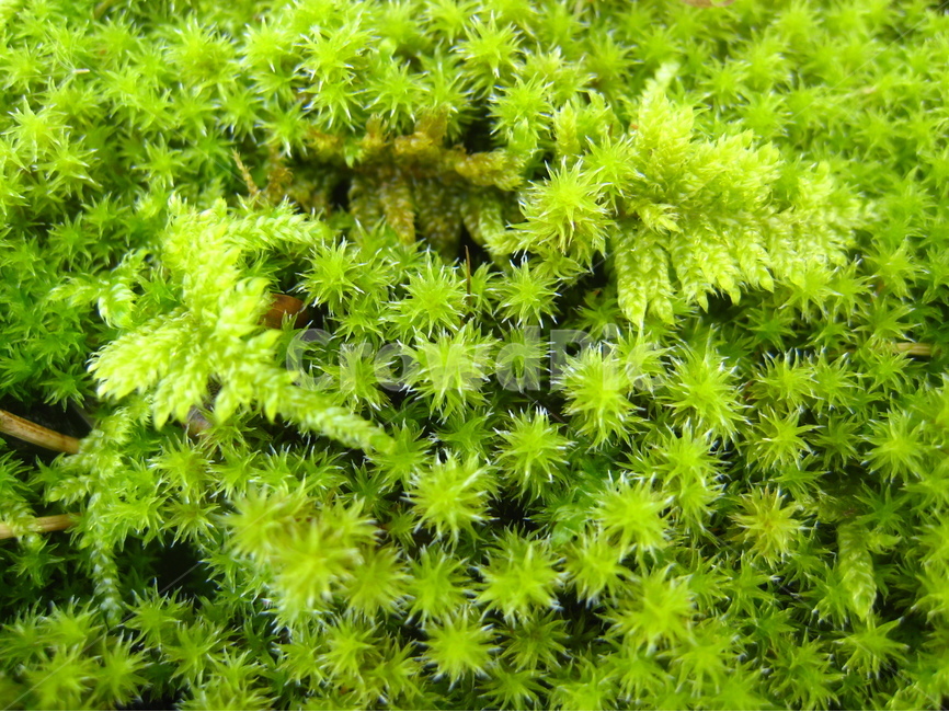 이끼,솔이끼,연두색,식물,배경,moss,green,plant,background,식물,자연,plants,nature