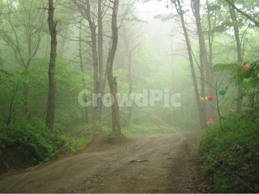 숲,산책,안개,나무,고요,tree,forest,cloud,silence,walk,아침,morning,자연,풍경,nature,landscape,식물,plants,나무,trees,wood,휴식,힐링,rest,relaxation,healing,weather,날씨,outdoors,옥외
