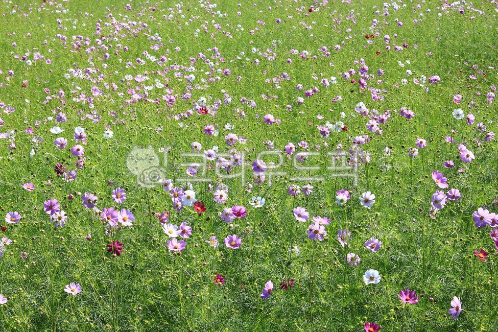 flower colony,cosmos flower,natural sensibility,flower sensibility,Cosmos,flower background