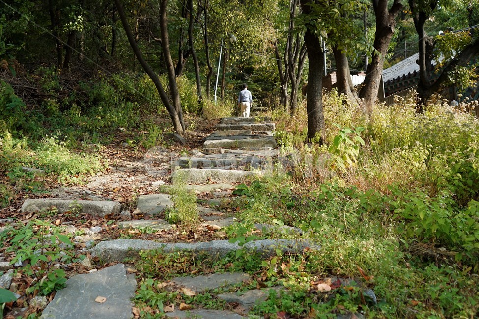 계단,가을,길,나무,자연,자연,풍경,nature,landscape